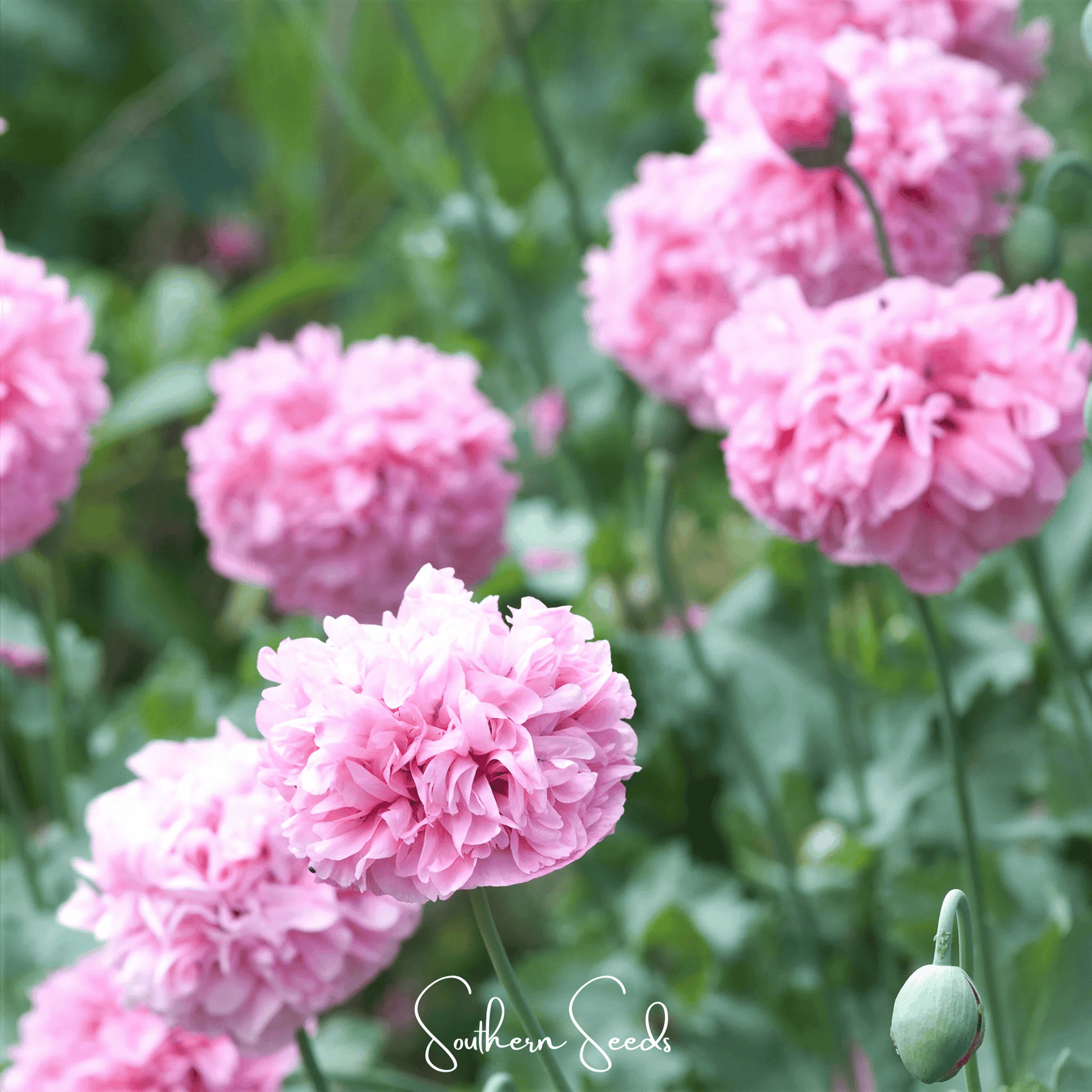 Pale Rose Peony Poppy ā 100 Seeds