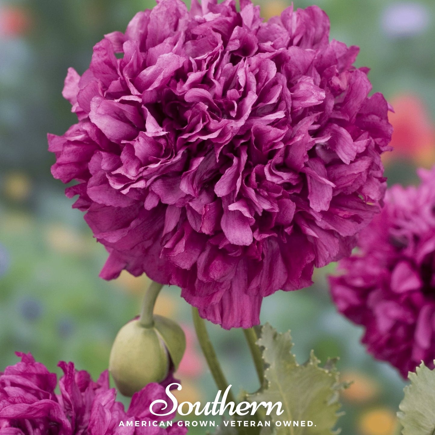 Purple Peony Poppy ā 100 Seeds