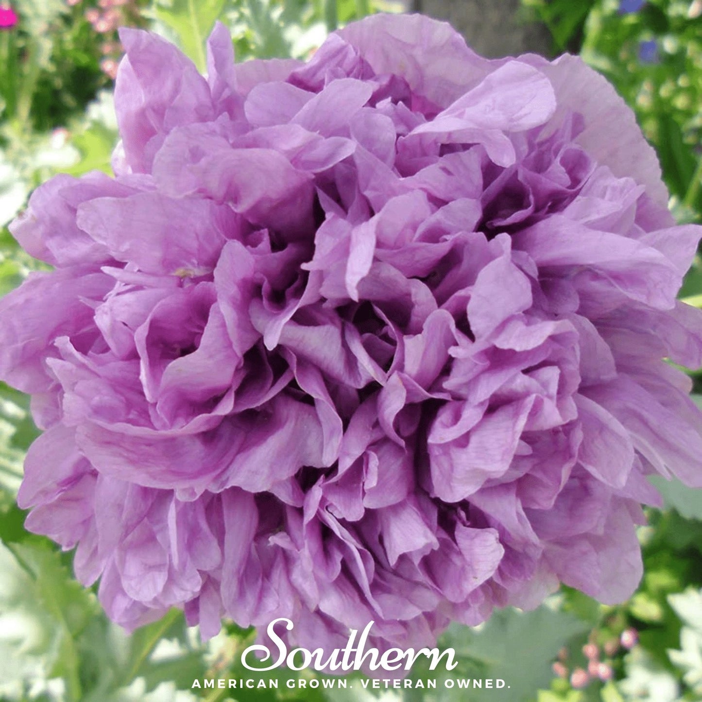 Purple Peony Poppy ā 100 Seeds