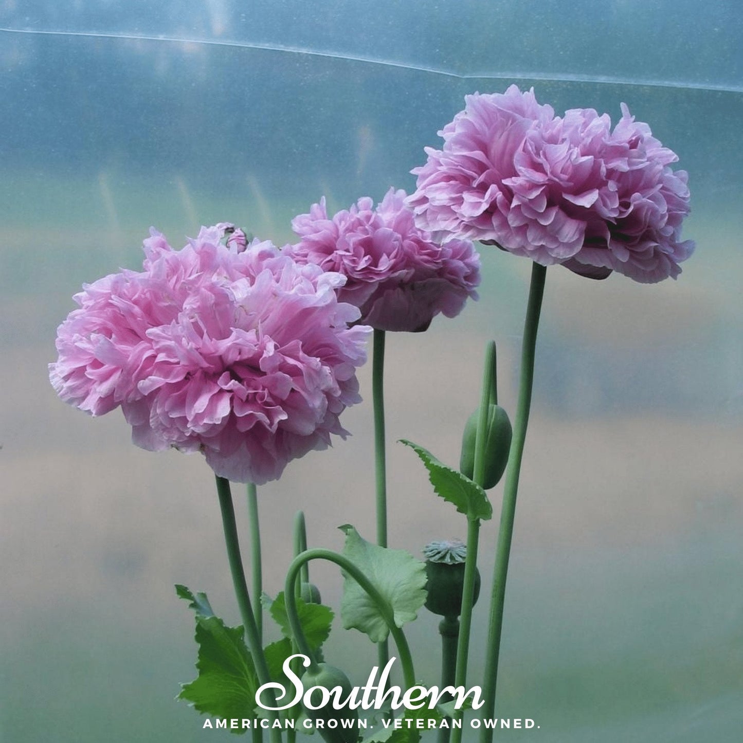 Purple Peony Poppy ā 100 Seeds