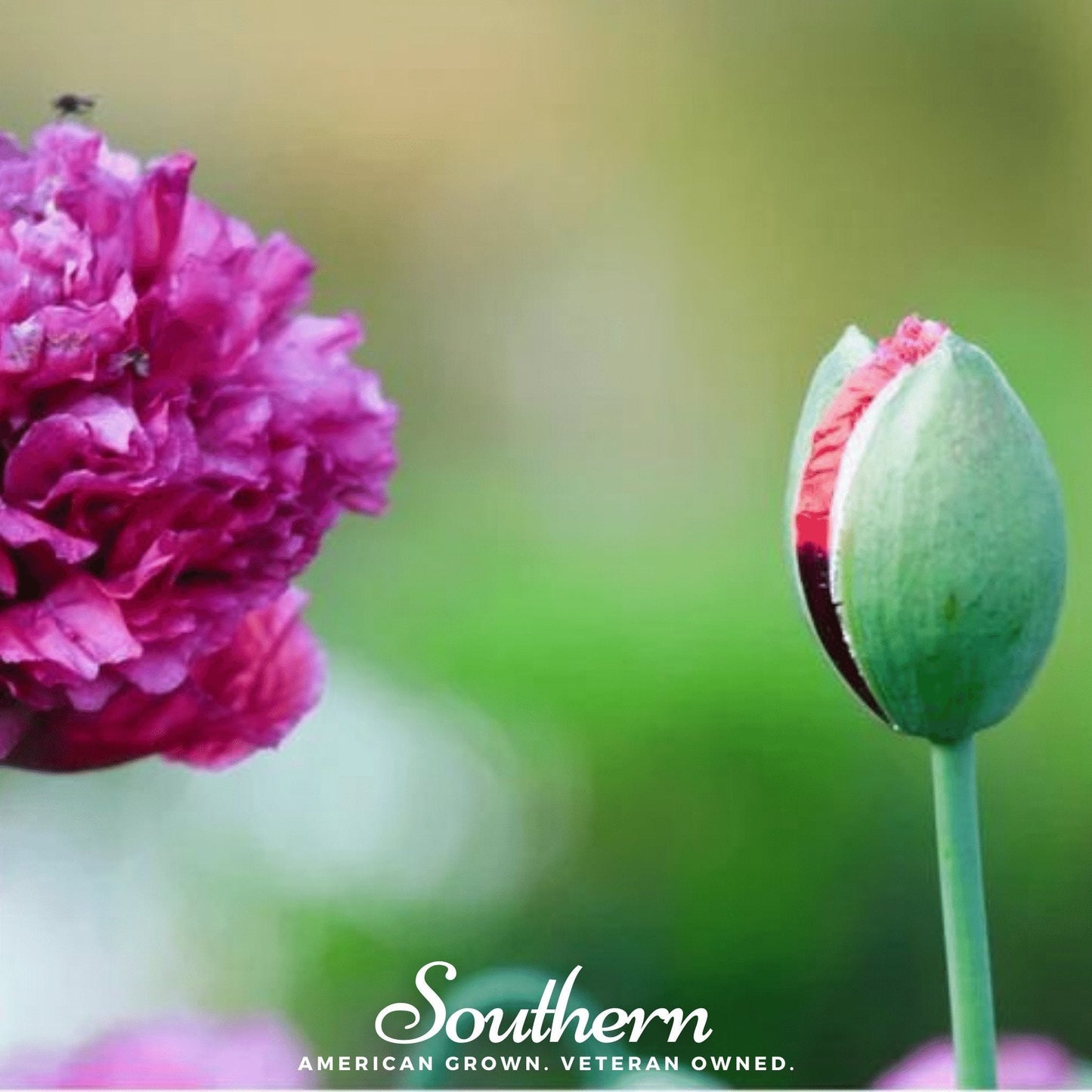 Purple Peony Poppy ā 100 Seeds