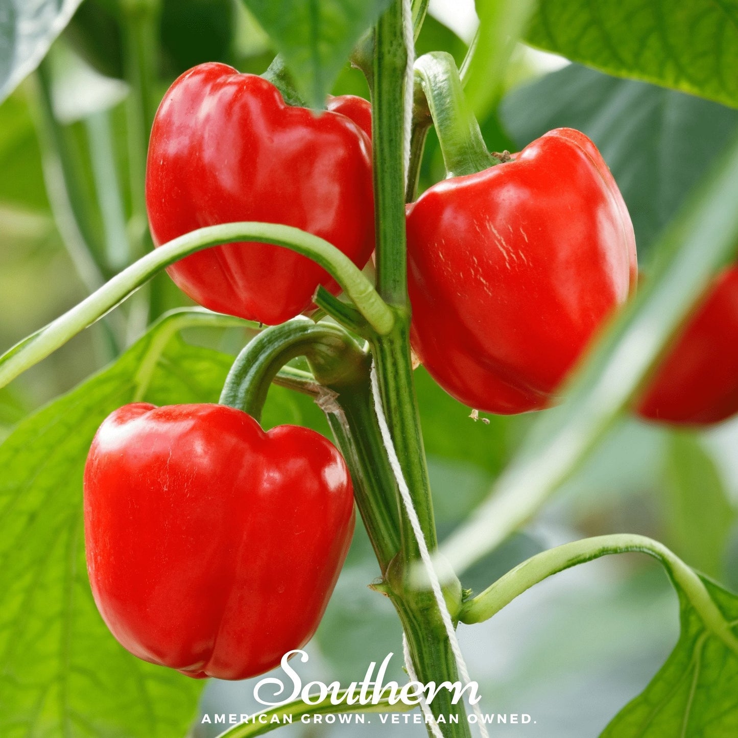 Big Red Sweet Bell Pepper ā 30 Seeds