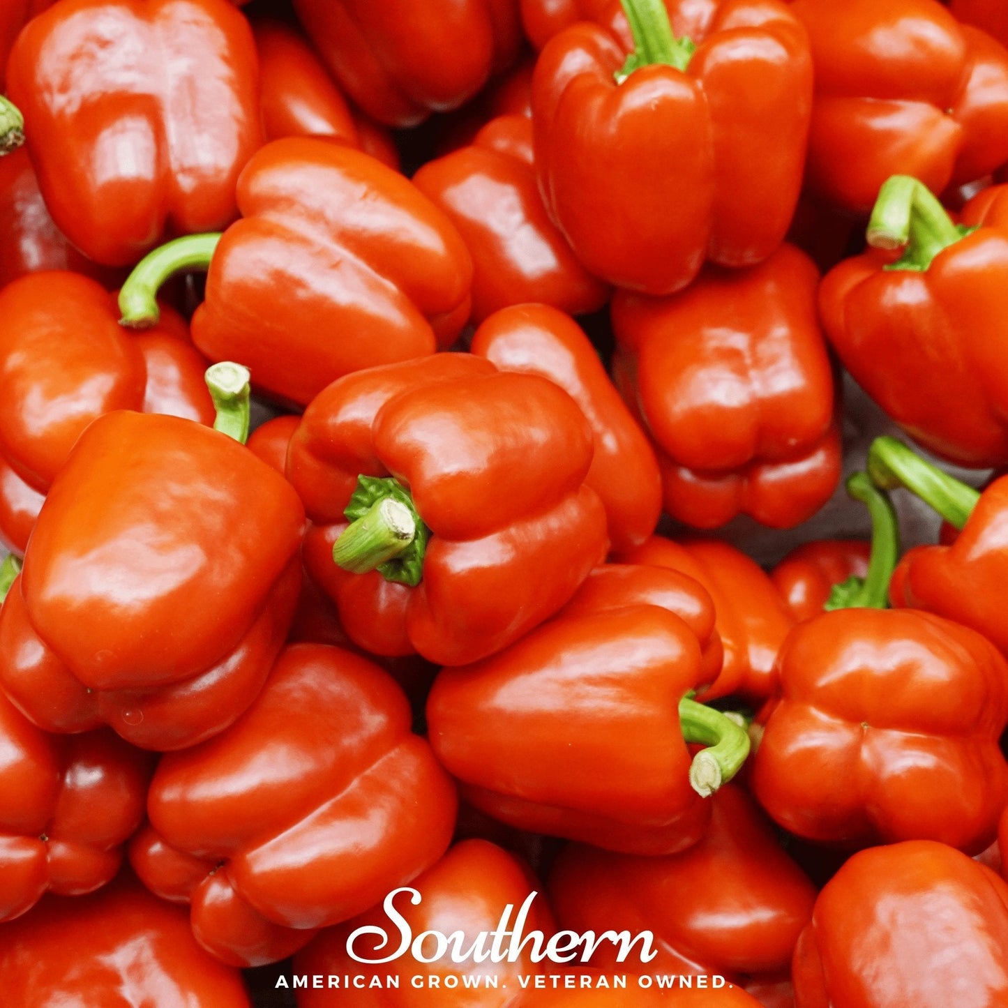 Big Red Sweet Bell Pepper ā 30 Seeds