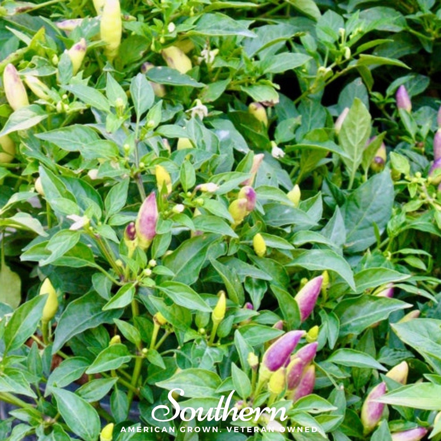 Birds Eye Chili Pepper ā 30 Seeds