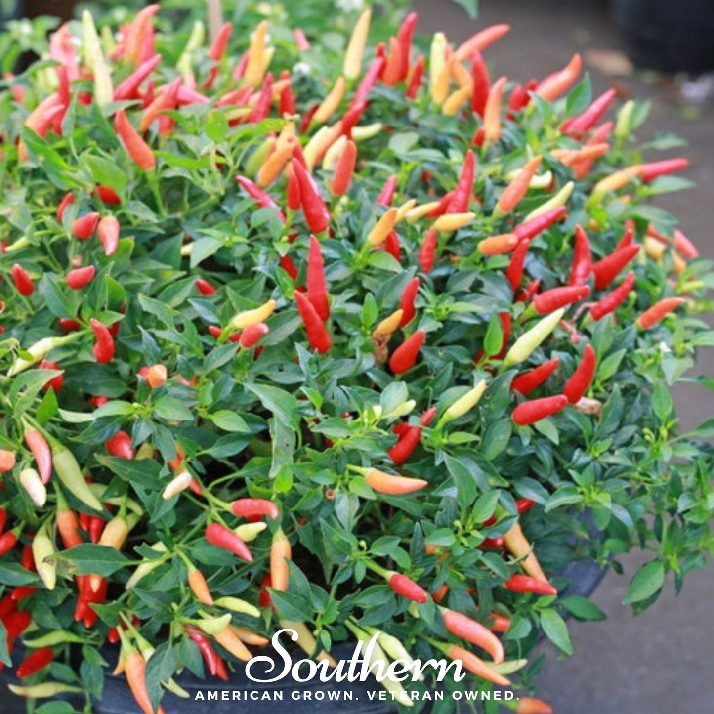 Birds Eye Chili Pepper ā 30 Seeds