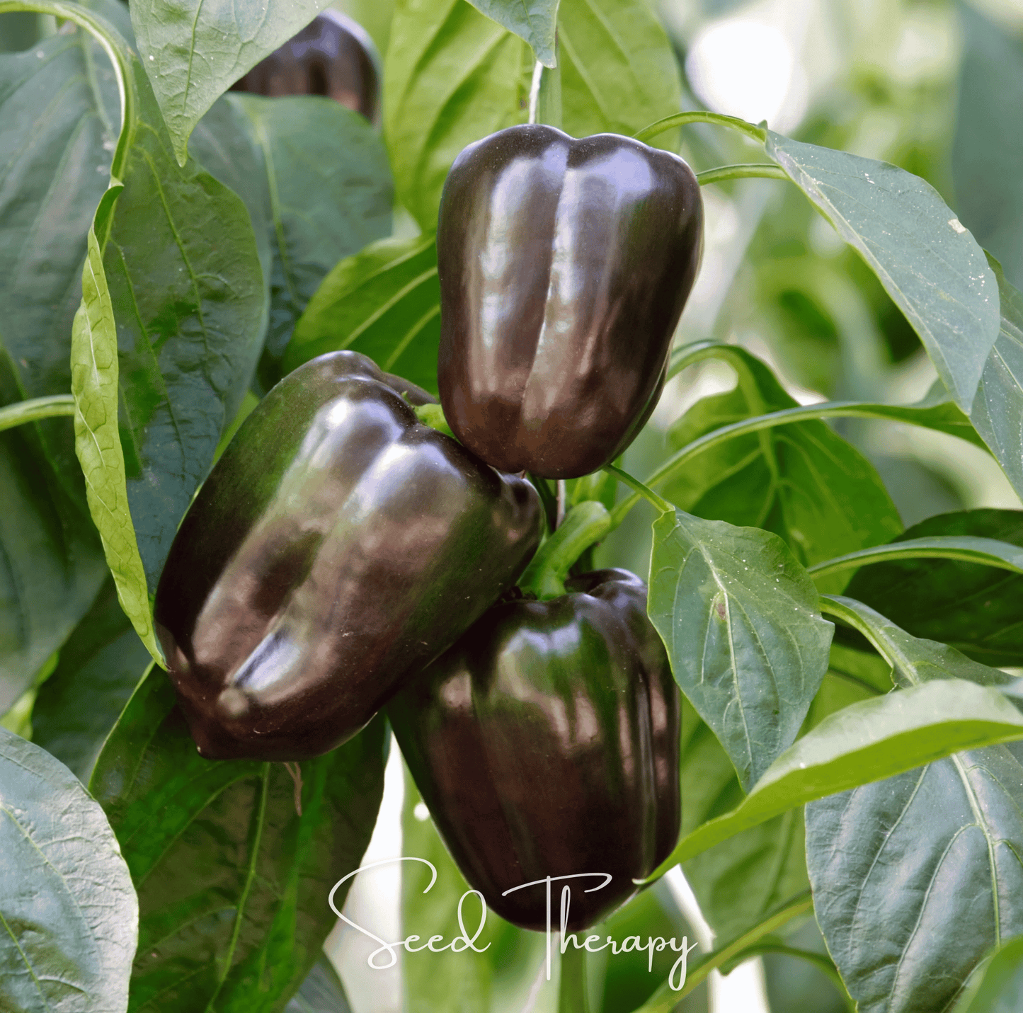 Chocolate Beauty Bell Pepper ā 30 Seeds