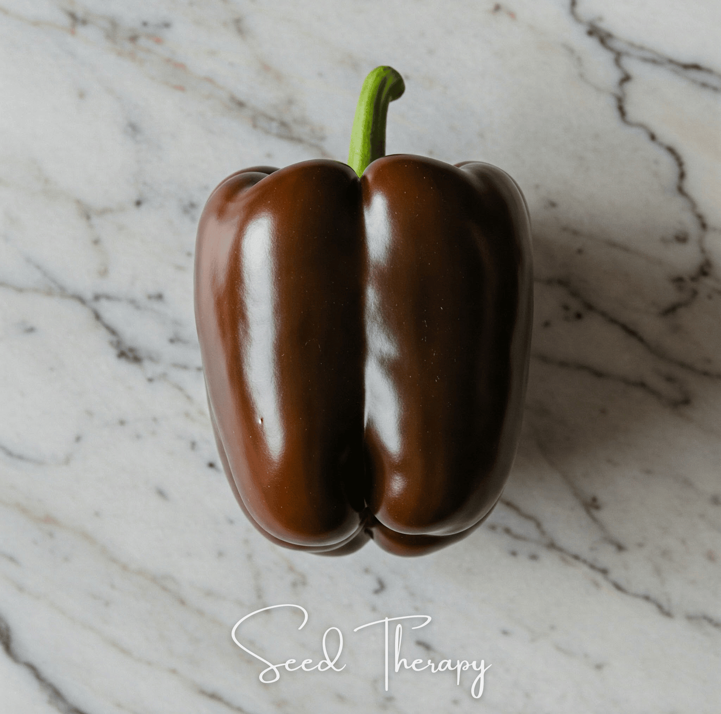 Chocolate Beauty Bell Pepper ā 30 Seeds
