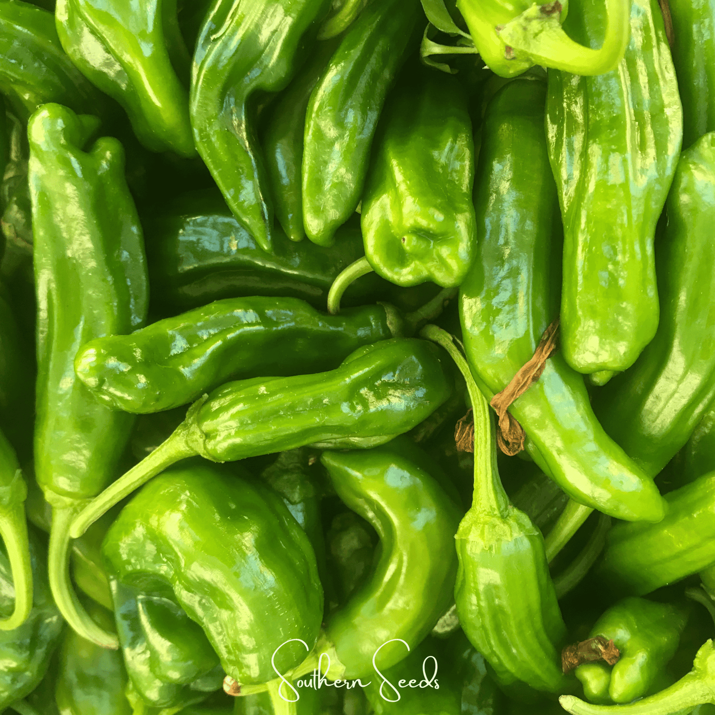 Cubanelle Sweet Pepper ā 25 Seeds