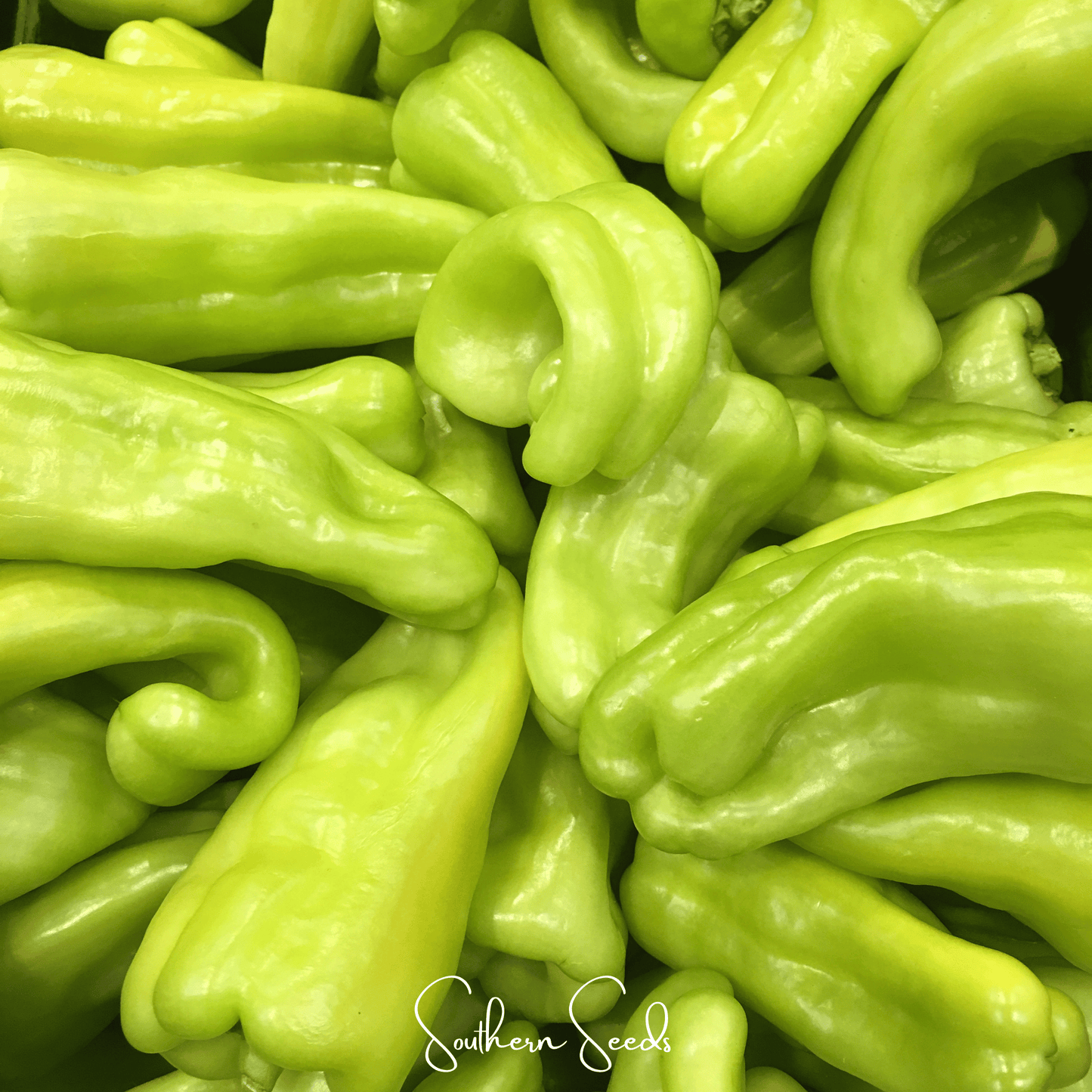 Cubanelle Sweet Pepper ā 25 Seeds