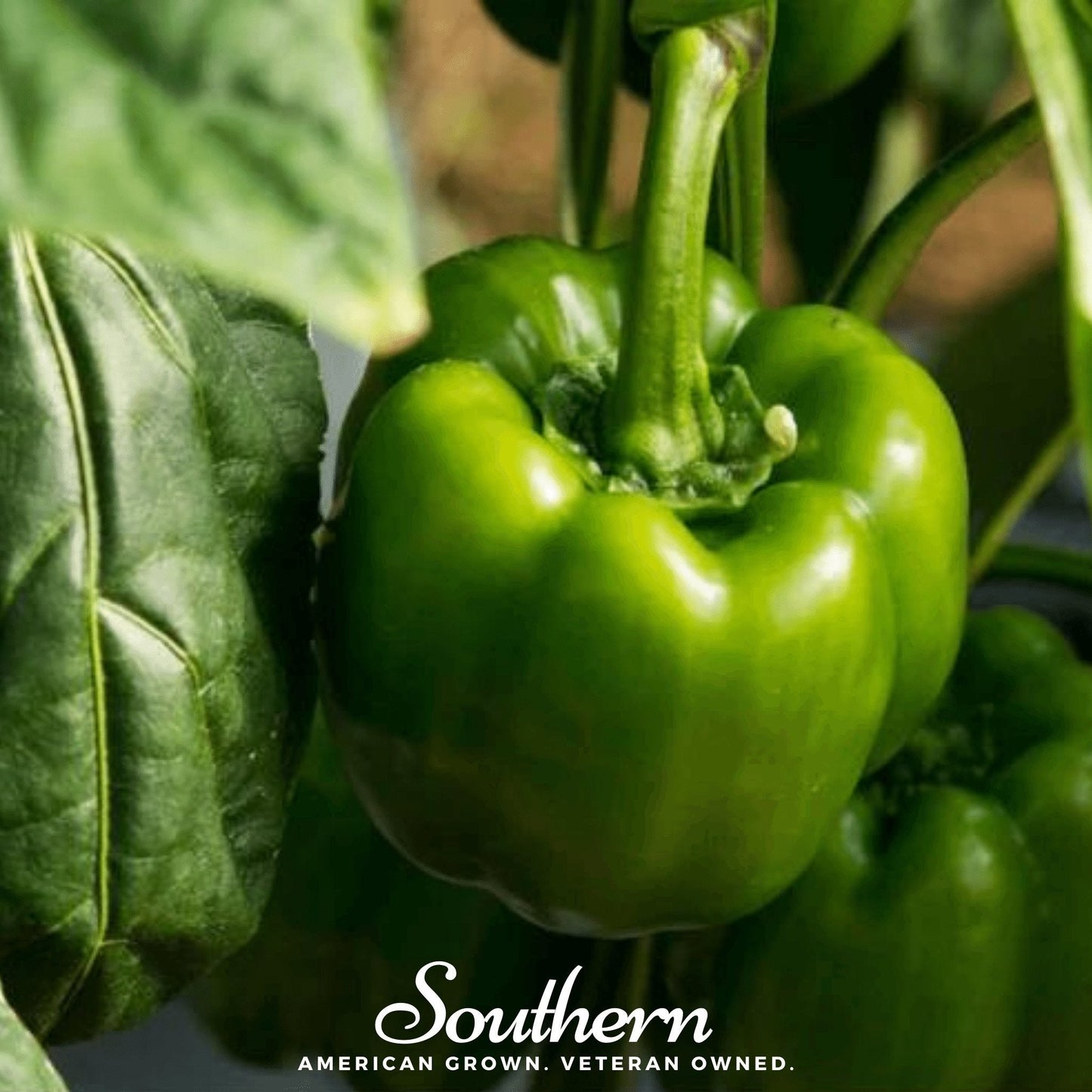 Emerald Giant Sweet Bell Pepper ā 30 Seeds