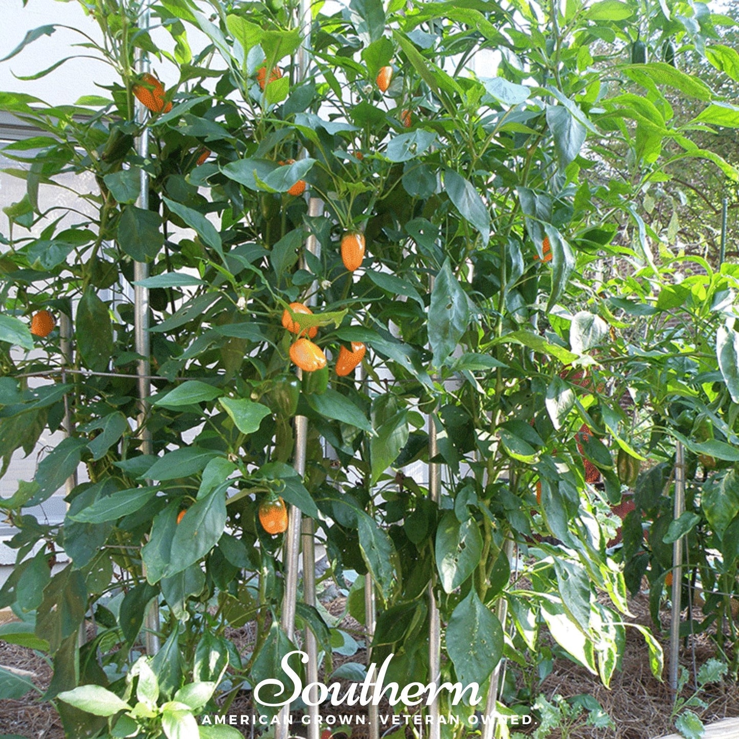 Lunchbox Sweet Pepper ā 25 Seeds