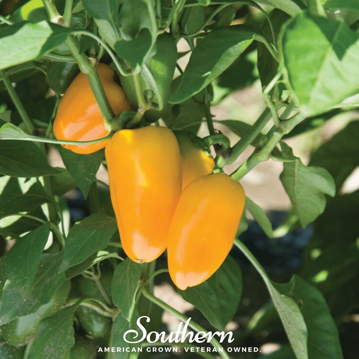 Lunchbox Sweet Pepper ā 25 Seeds