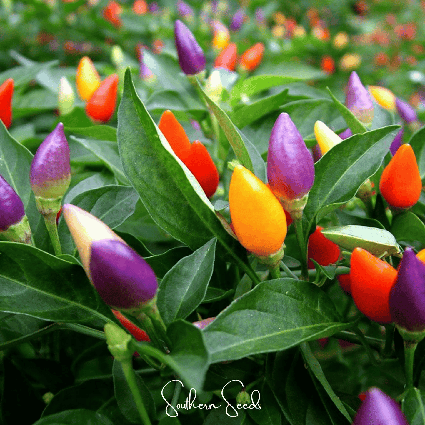 Ornamental Pepper Mix ā 30 Seeds