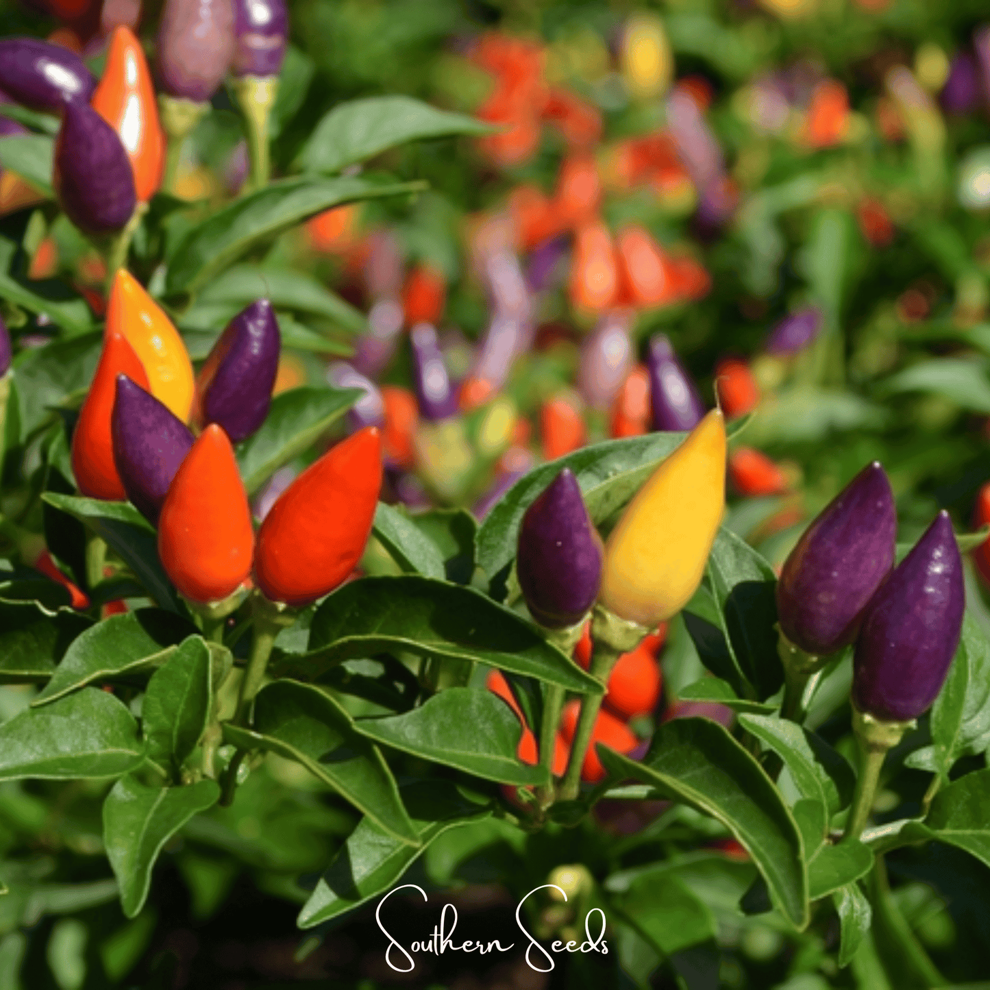 Ornamental Pepper Mix ā 30 Seeds