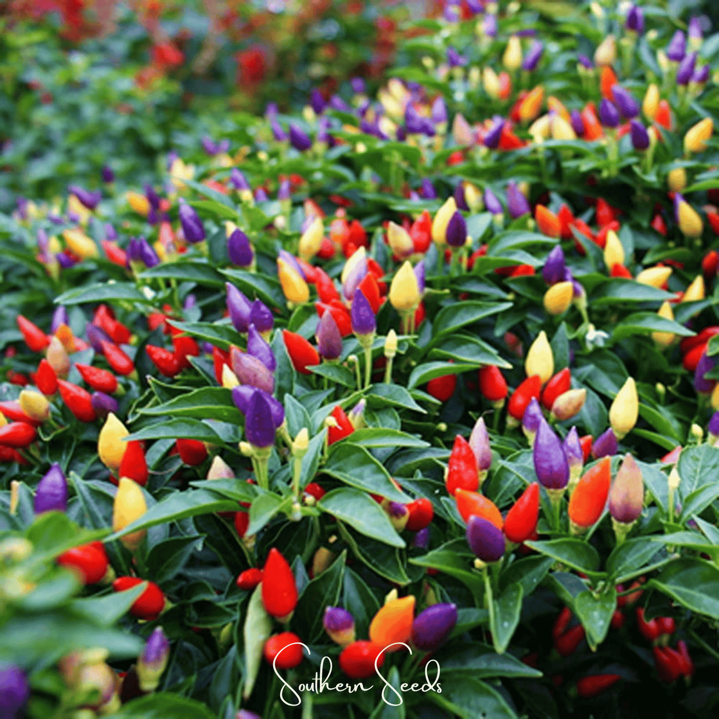 Ornamental Pepper Mix ā 30 Seeds