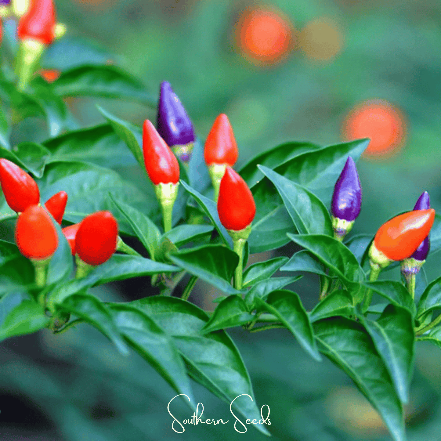 Ornamental Pepper Mix ā 30 Seeds