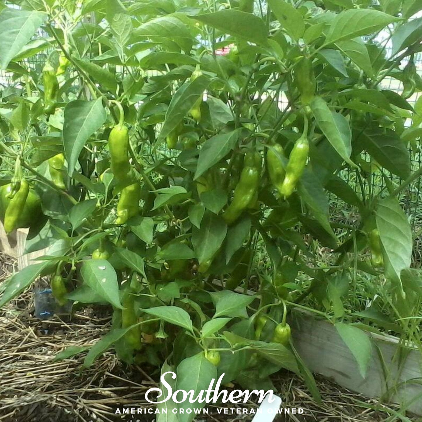 Pepperoncini Pepper ā 25 Seeds