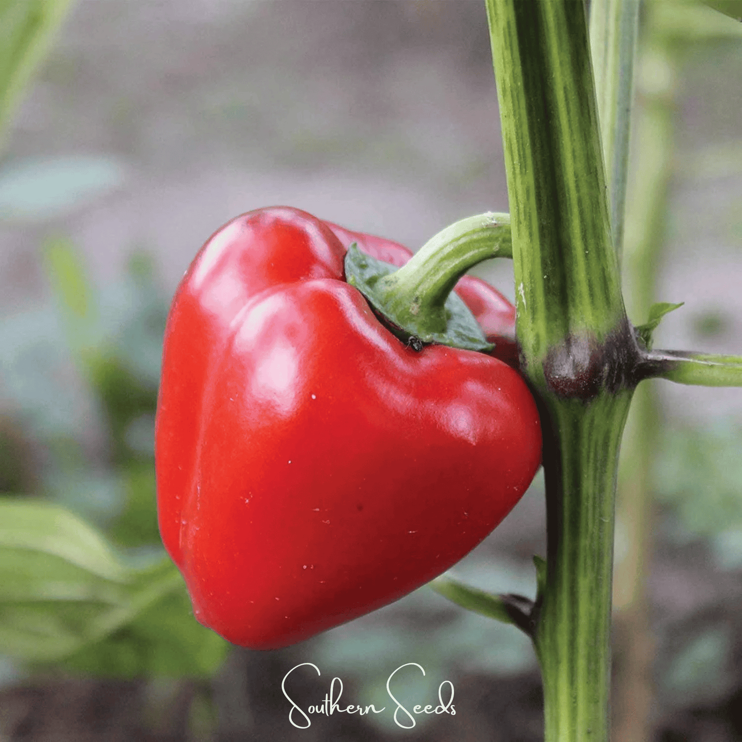 Pimento Sweet Pepper ā 25 Seeds