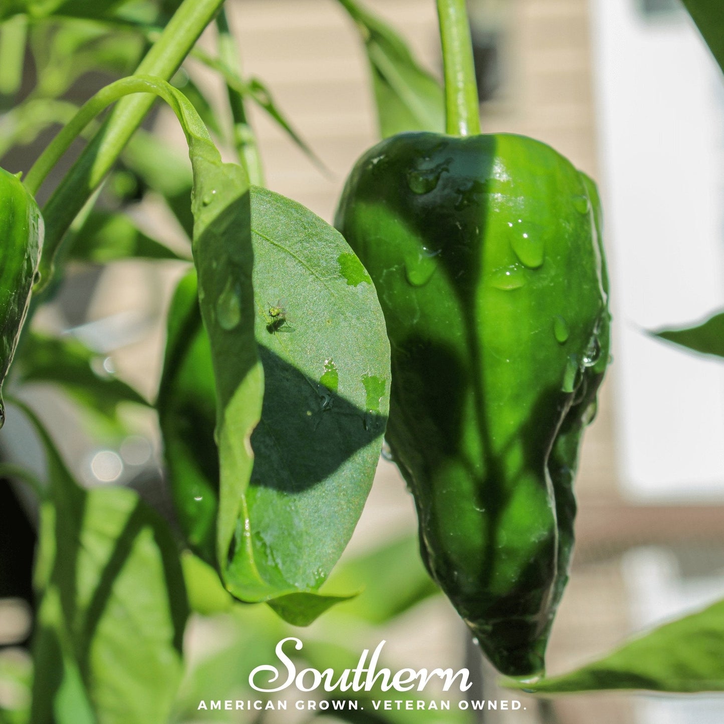 Poblano Ancho Grande Pepper ā 25 Seeds