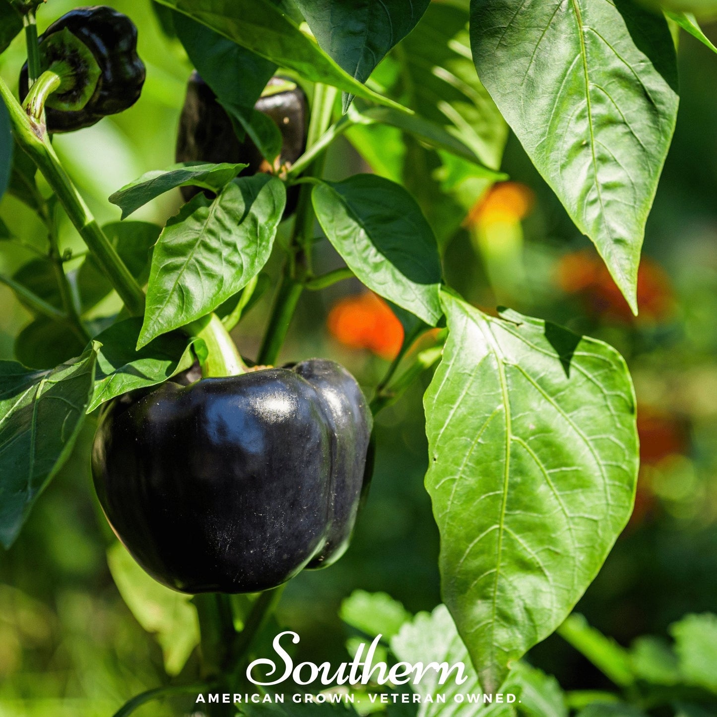 Purple Beauty Sweet Pepper ā 30 Seeds