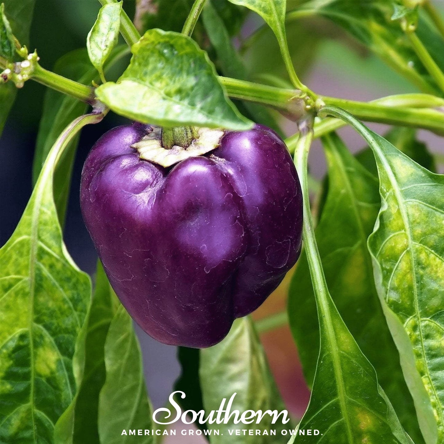 Purple Beauty Sweet Pepper ā 30 Seeds