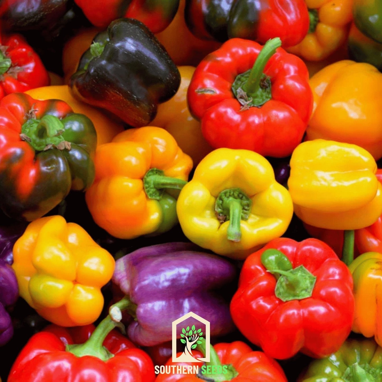 Rainbow Bell Sweet Pepper ā 25 Seeds