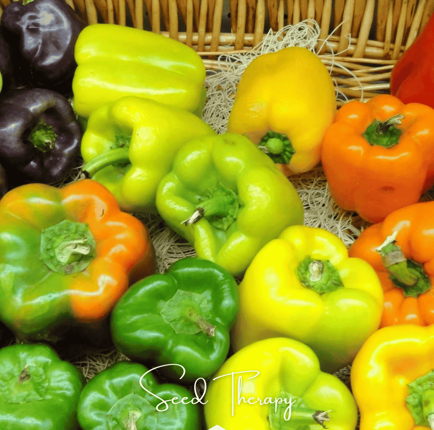 Rainbow Bell Sweet Pepper ā 25 Seeds