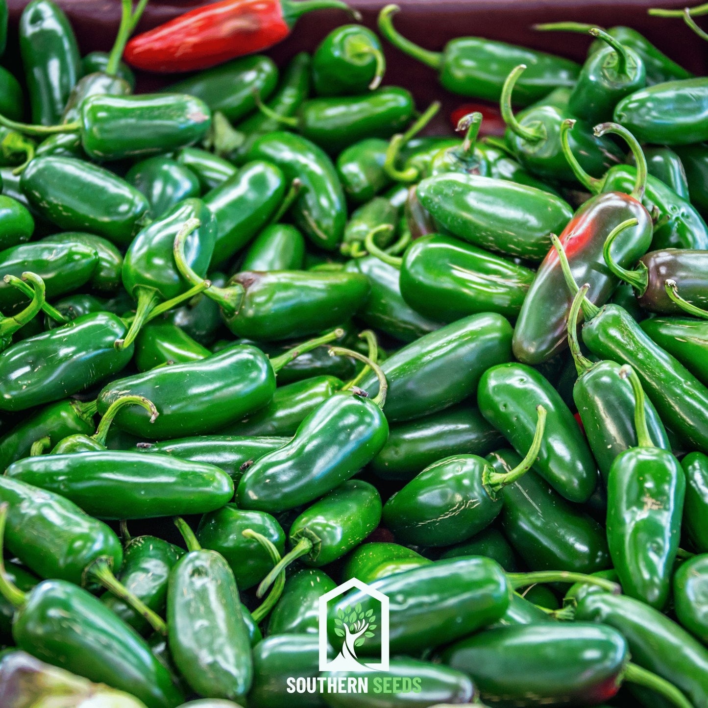 Pepper Seed Collection ā 6 Essential Heirloom Peppers