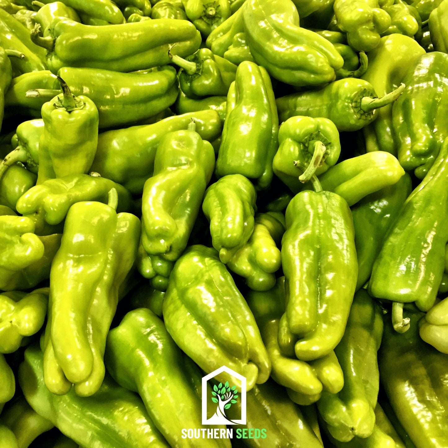 Pepper Seed Collection ā 6 Essential Heirloom Peppers