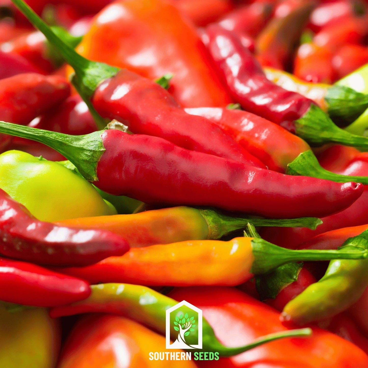Pepper Seed Collection ā 6 Essential Heirloom Peppers