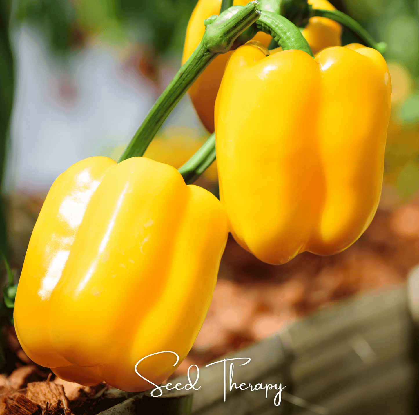 Sunbright Bell Pepper ā 30 Seeds