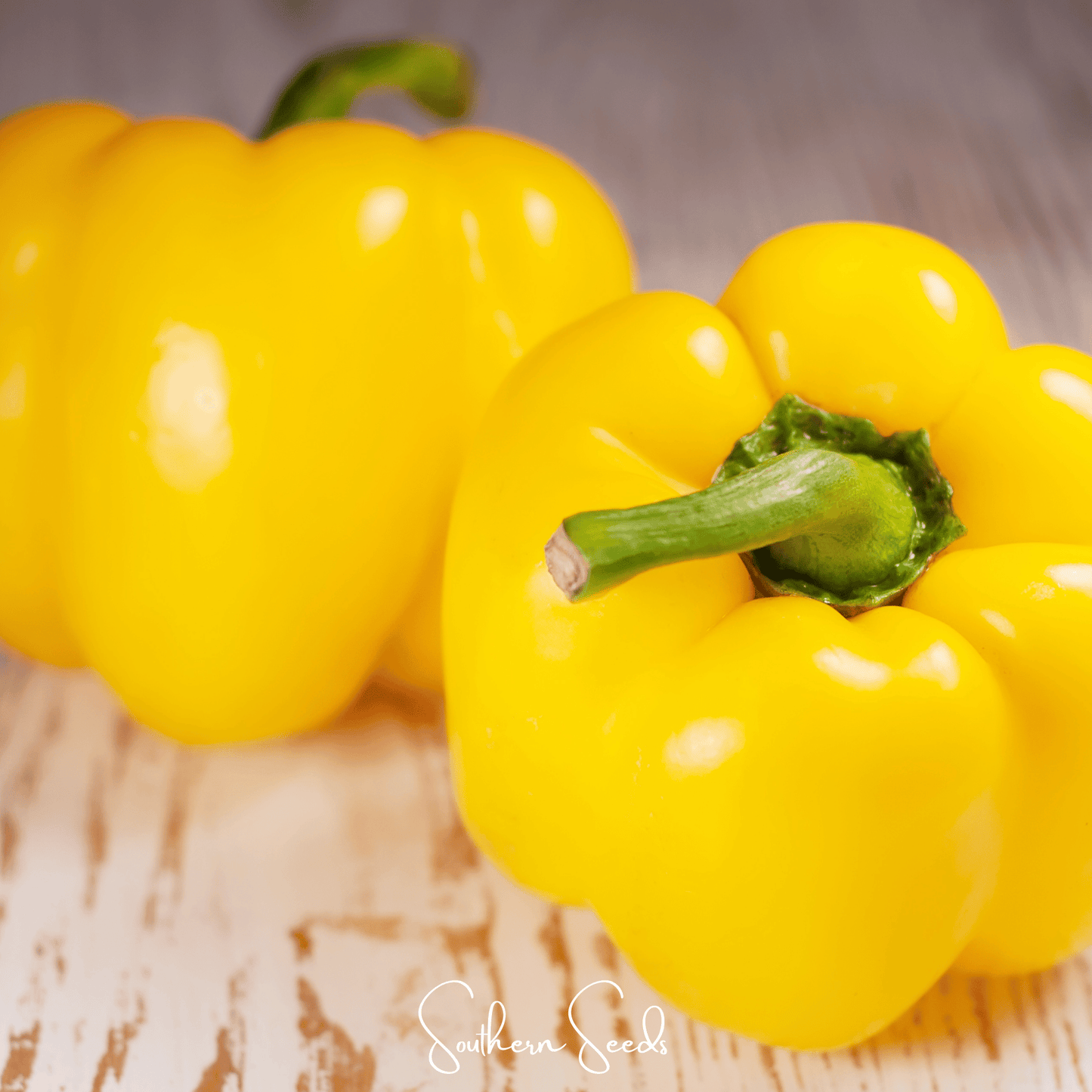 Sunbright Bell Pepper ā 30 Seeds
