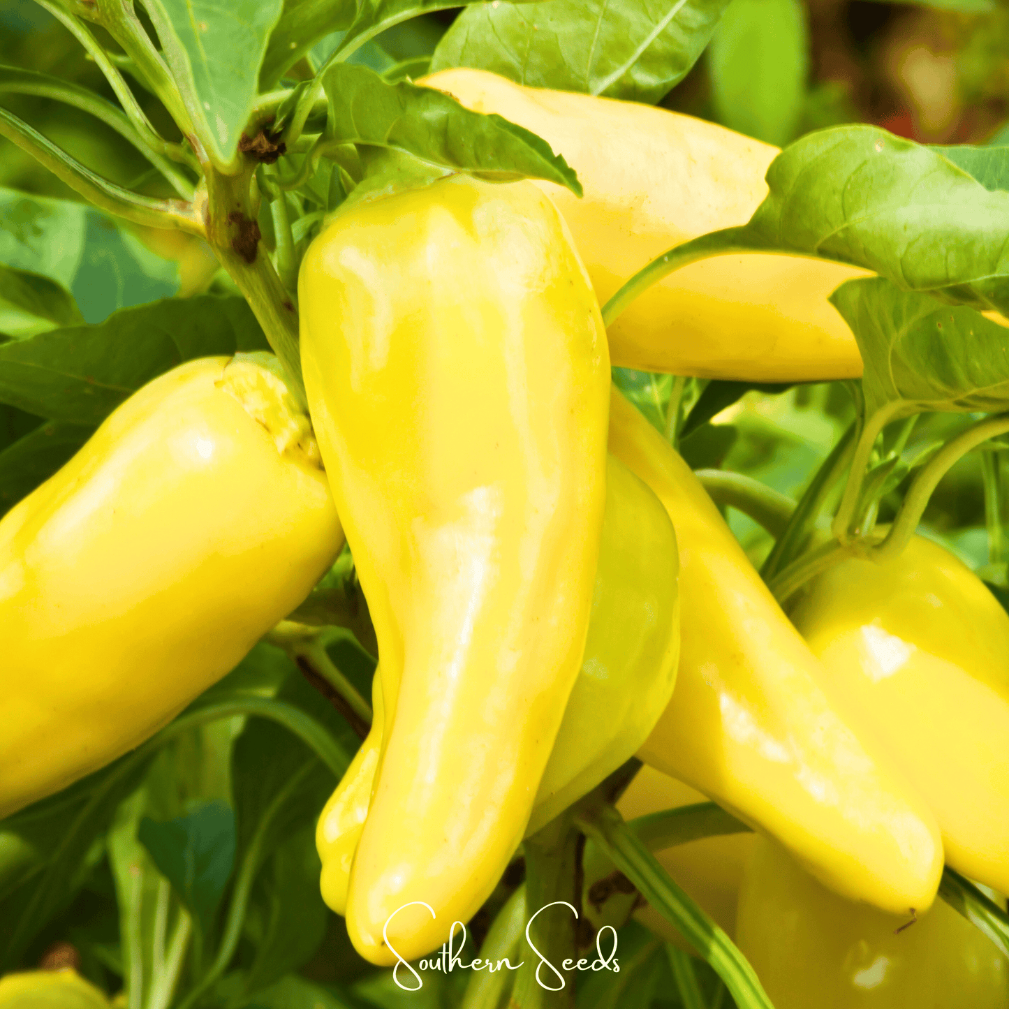 Sweet Banana Pepper ā 25 Seeds