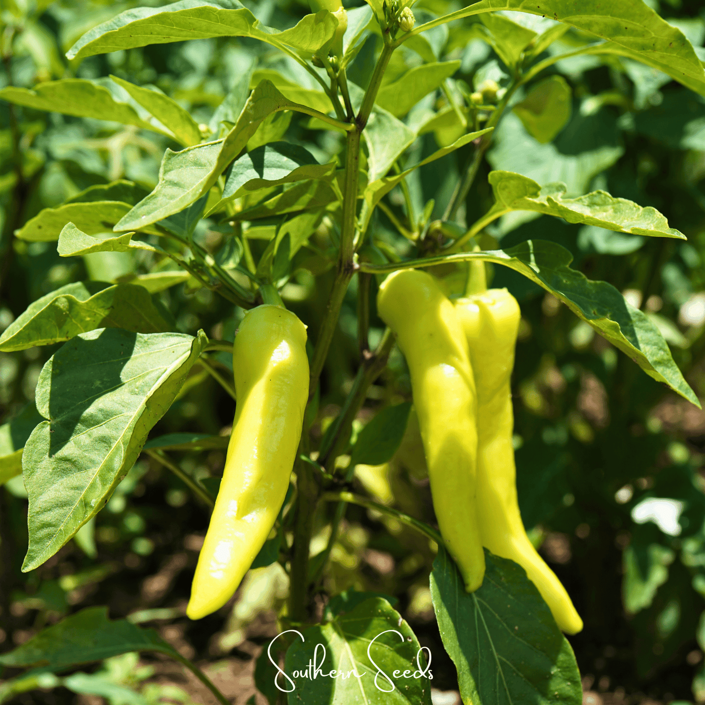 Sweet Banana Pepper ā 25 Seeds