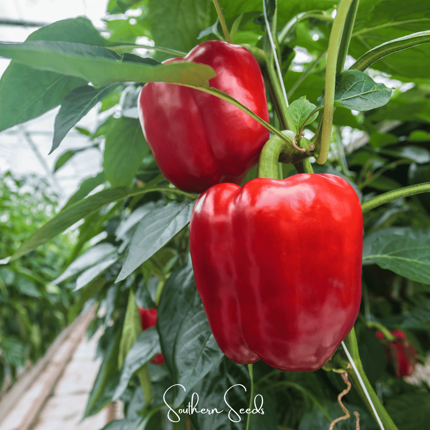 Yolo Wonder Bell Pepper ā 30 Seeds