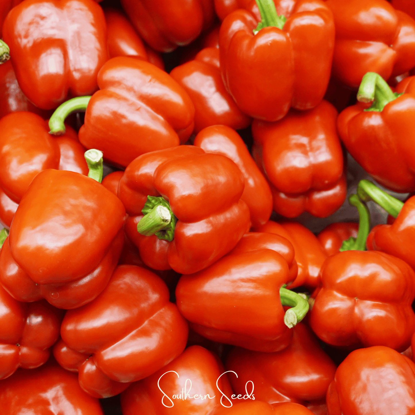 Yolo Wonder Bell Pepper ā 30 Seeds