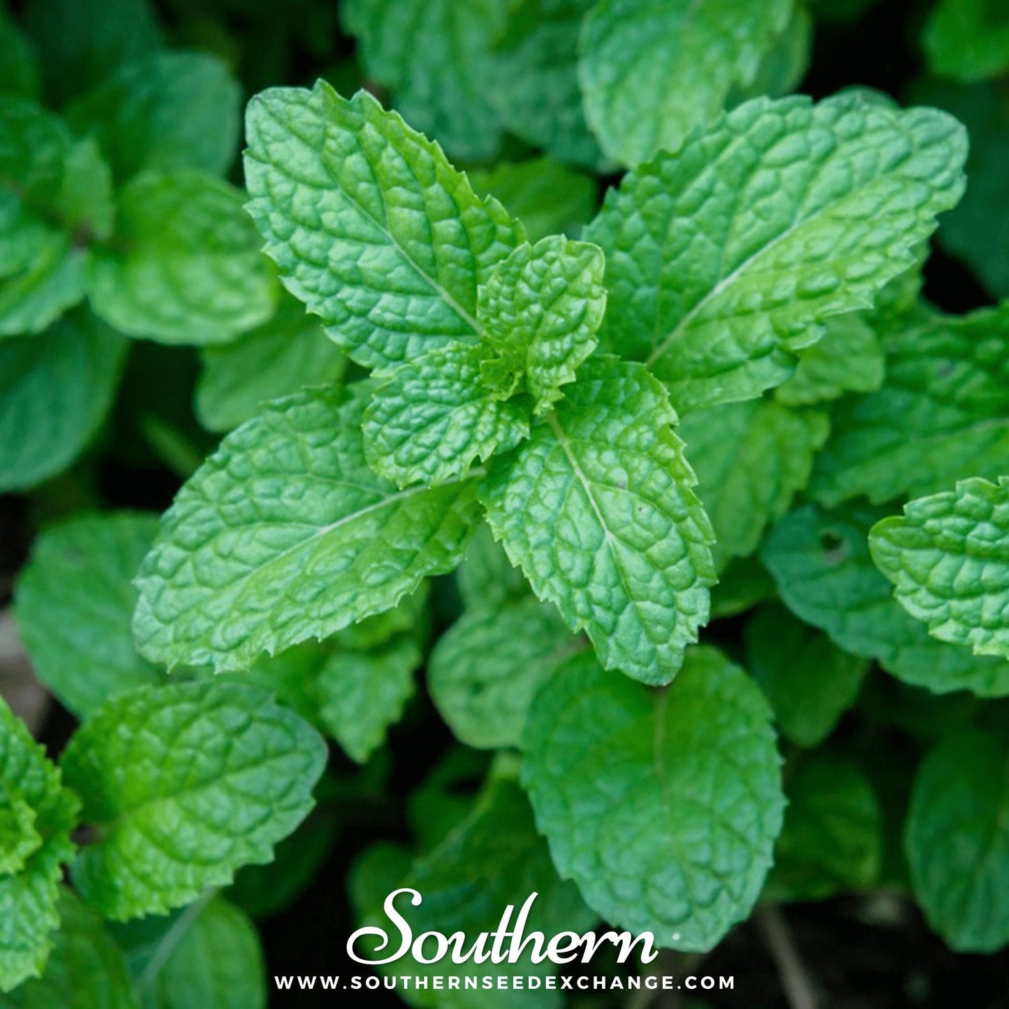 Peppermint โ 100 Seeds