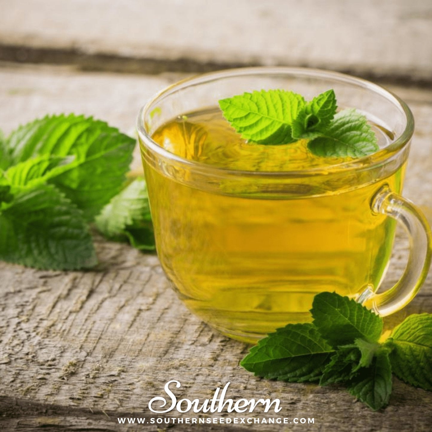 Peppermint โ 100 Seeds