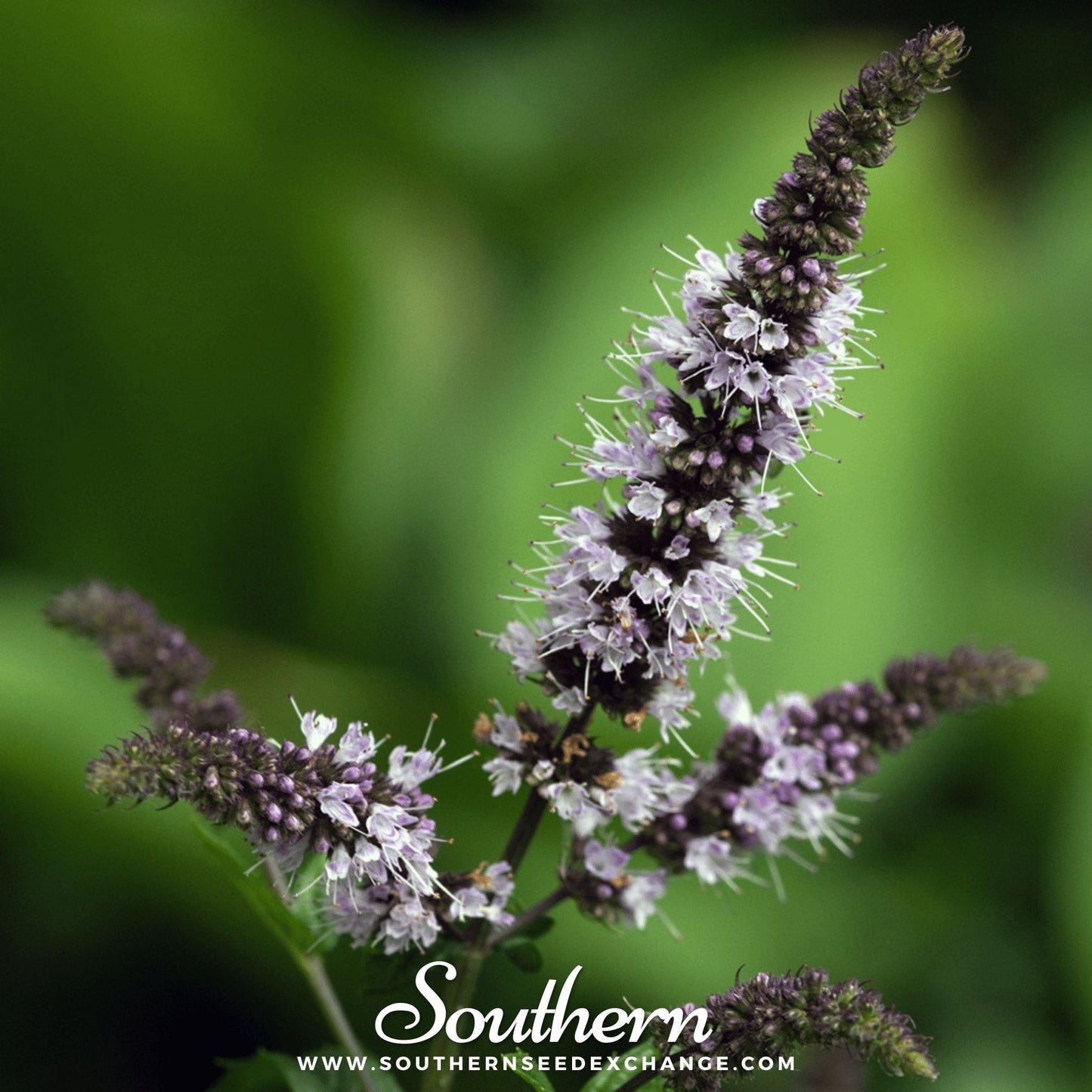 Peppermint โ 100 Seeds