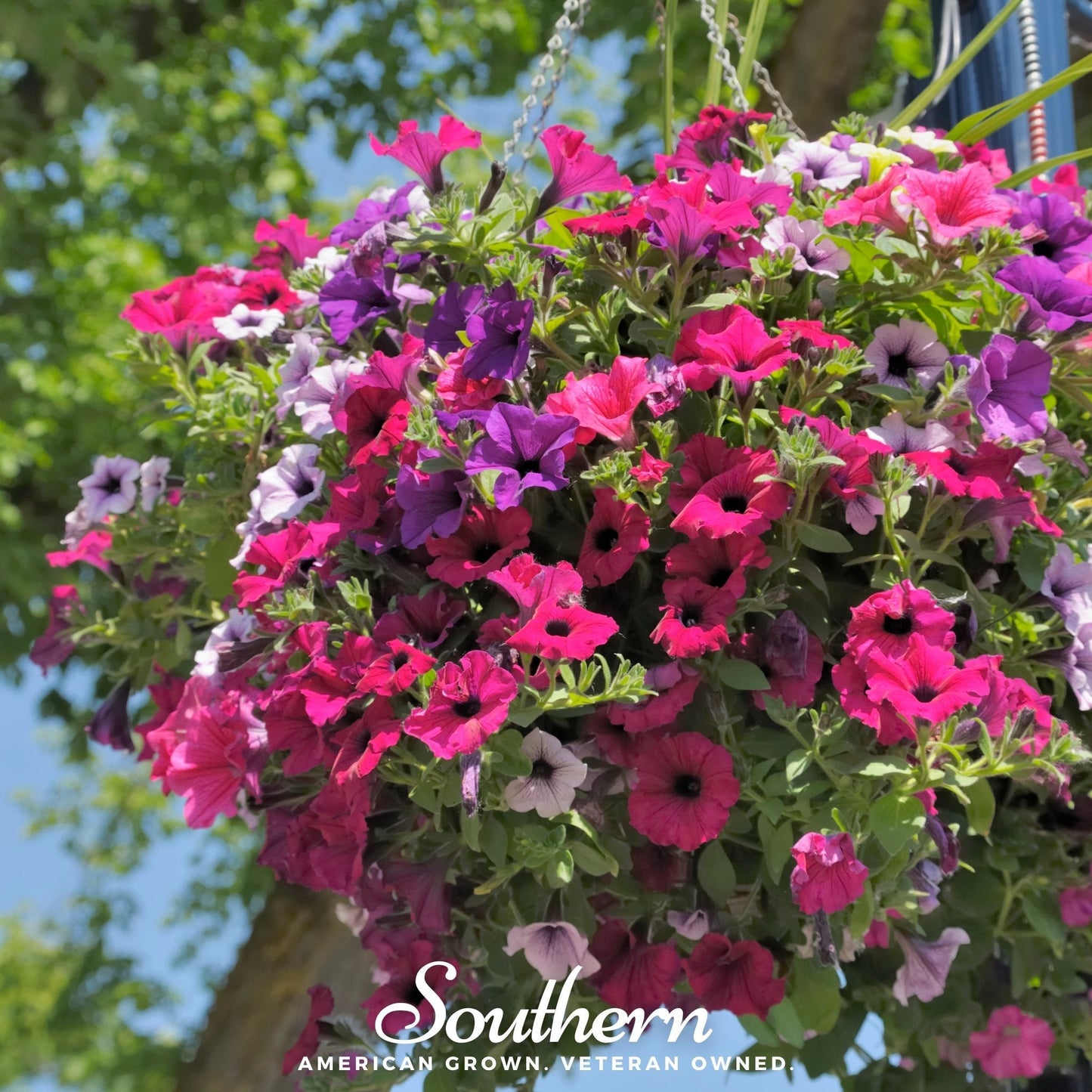Dwarf Petunia Mix ā 250 Seeds