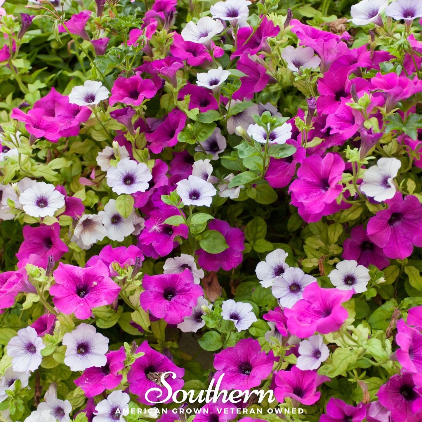 Dwarf Petunia Mix ā 250 Seeds