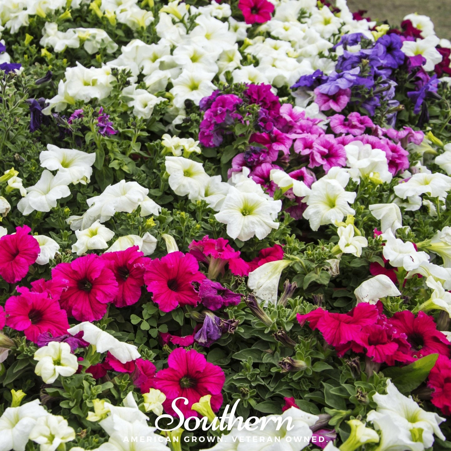 Dwarf Petunia Mix ā 250 Seeds