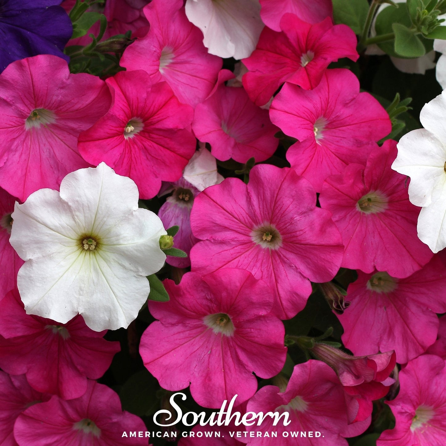 Dwarf Petunia Mix ā 250 Seeds
