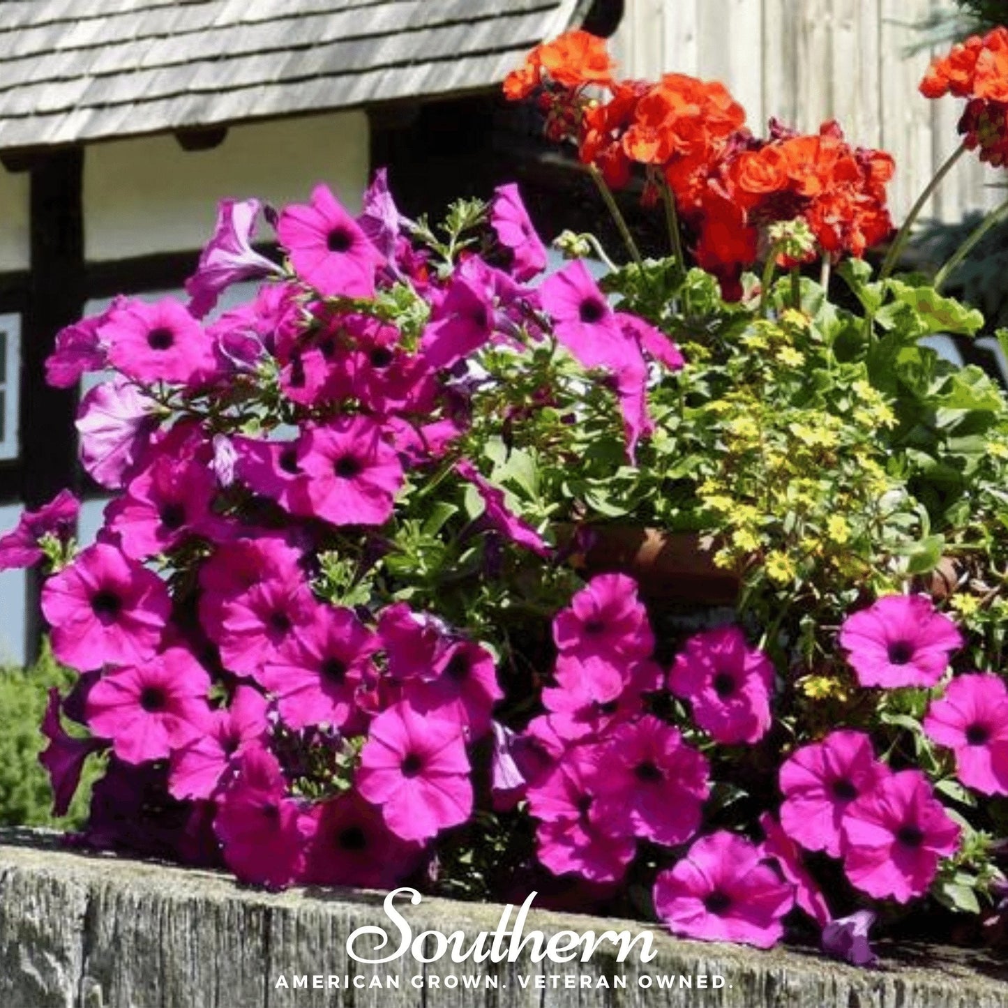 Shanin Wild Petunia ā 250 Seeds