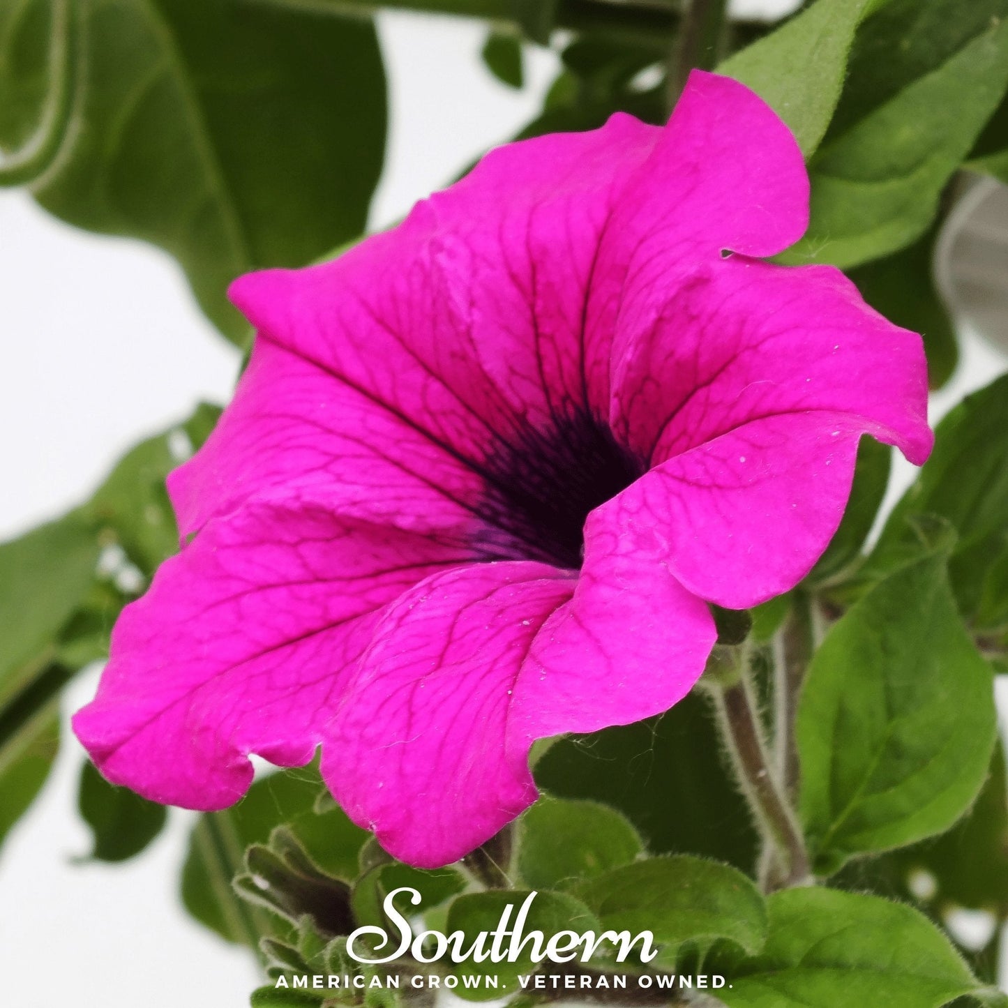 Shanin Wild Petunia ā 250 Seeds