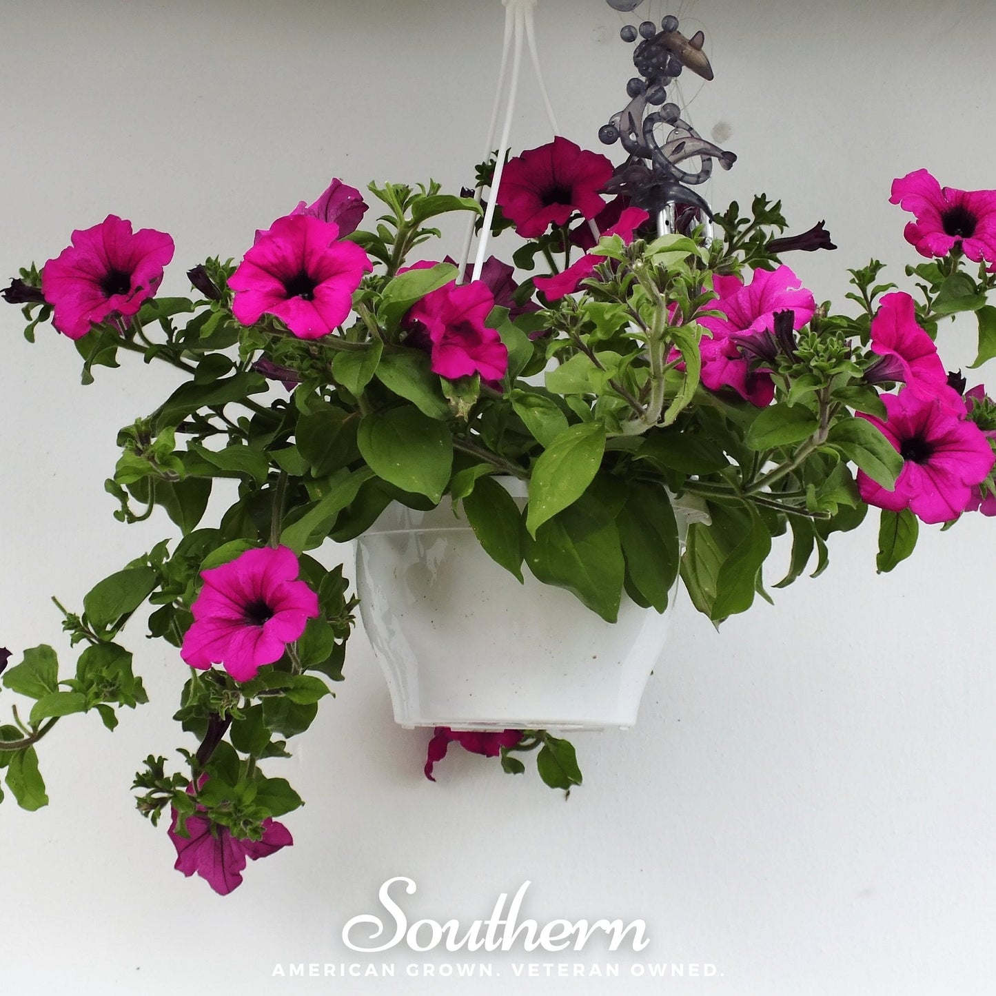 Shanin Wild Petunia ā 250 Seeds