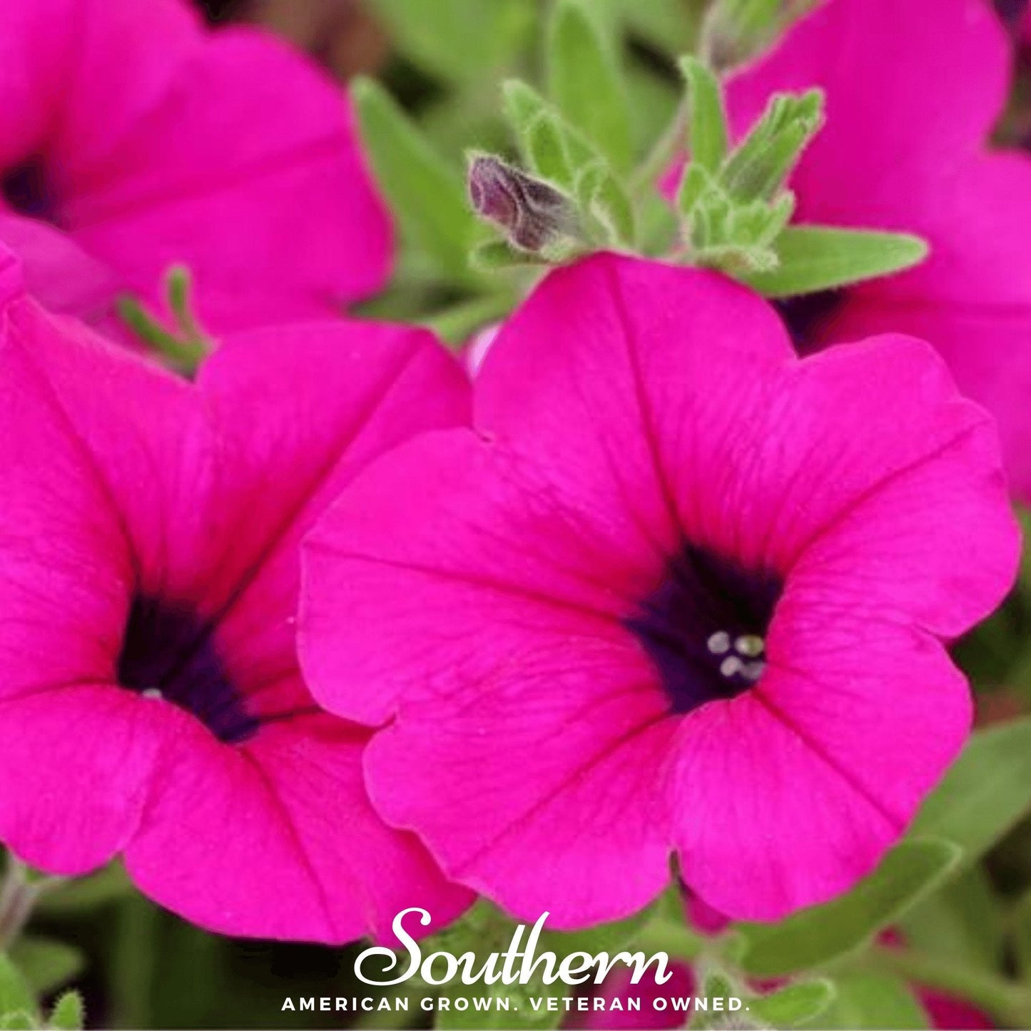 Shanin Wild Petunia ā 250 Seeds