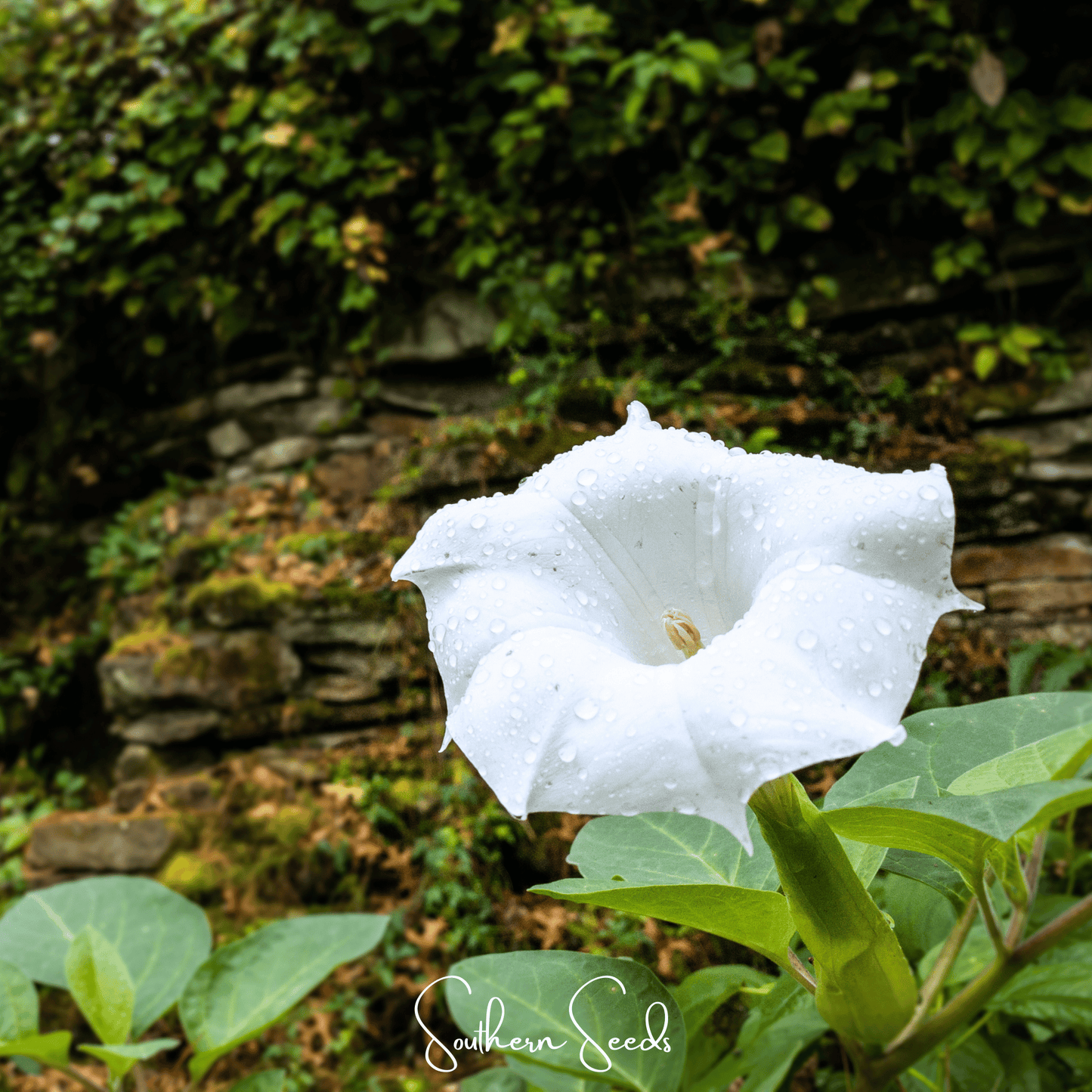 Pixie Patch Seed Collection ā 10 Enchanted Varieties