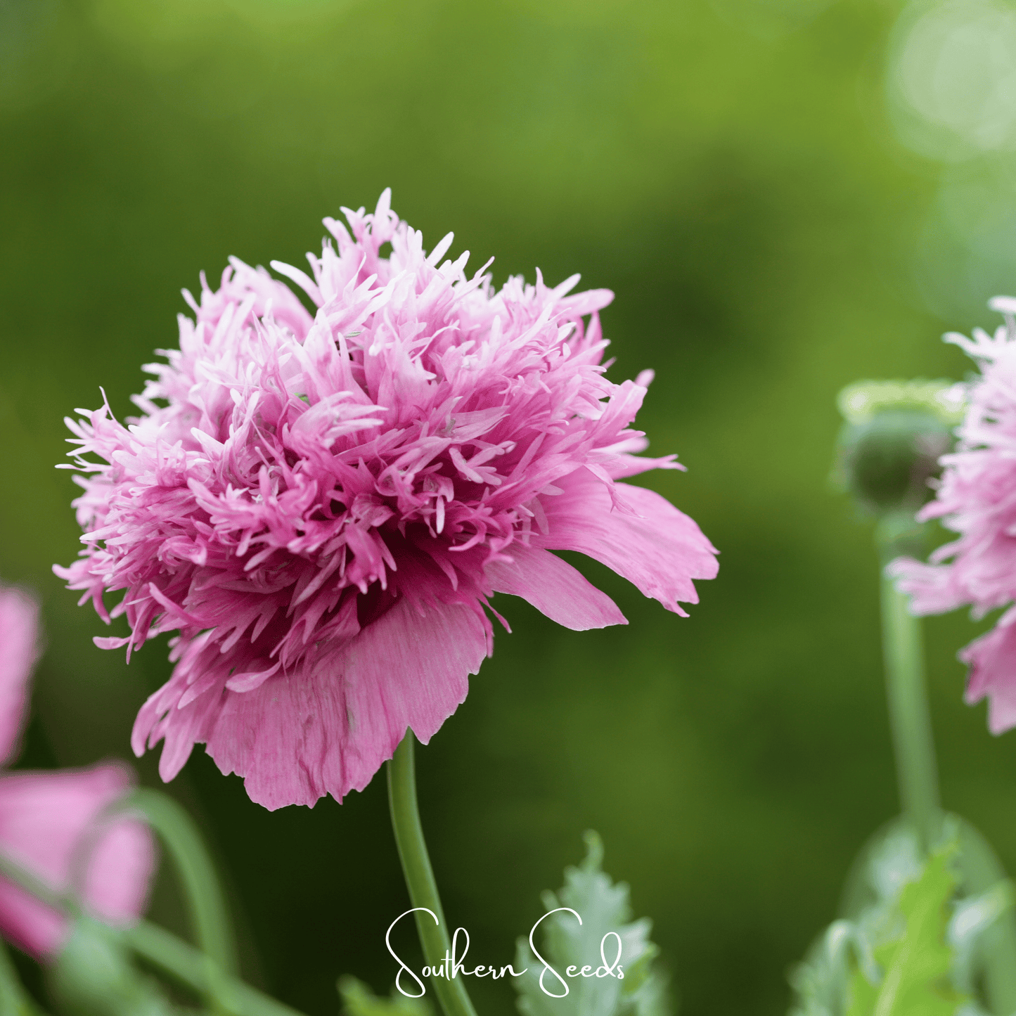 Pixie Patch Seed Collection ā 10 Enchanted Varieties