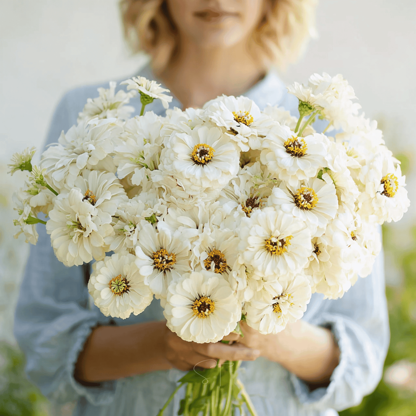 Polar Bear Zinnia ā 100 Seeds